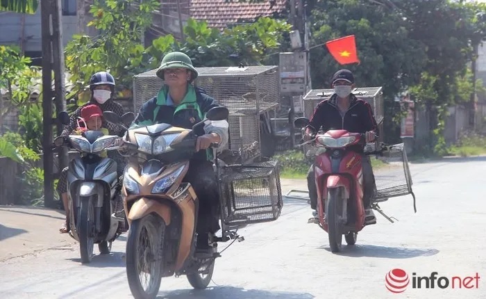 Nghề săn loại động vật phá hoại mùa màng kiếm 2-3 triệu mỗi ngày ở Nghệ An